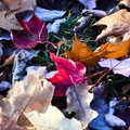 grounded leaves
