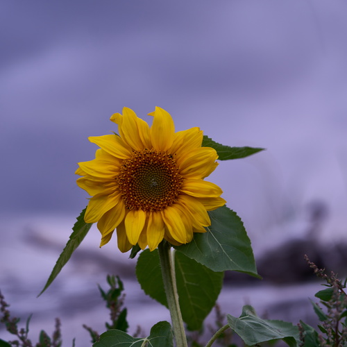 sunflower at night