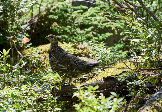 the canadian grouse