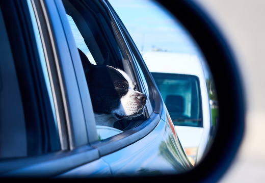 objects in mirror are cuter than they appear